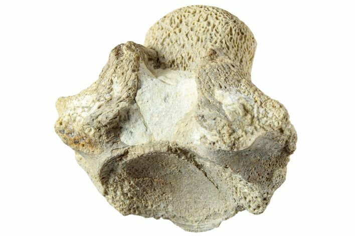 Fossil Mosasaur (Platecarpus) Vertebra - Kansas #229624